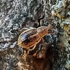 Sciaphobus squalidus