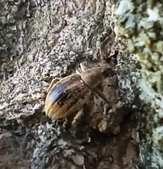 Sciaphobus squalidus