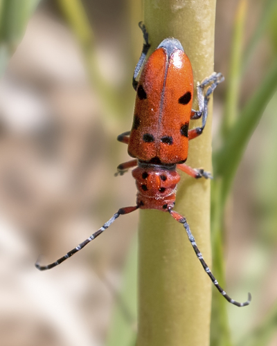 Red-femured Milkweed Borer