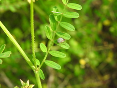 Cuerna costalis