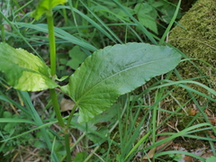 Rumex arifolius