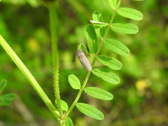 Cuerna costalis