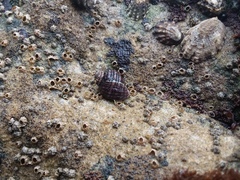 Nucella ostrina