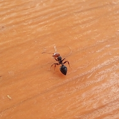 Crematogaster scutellaris