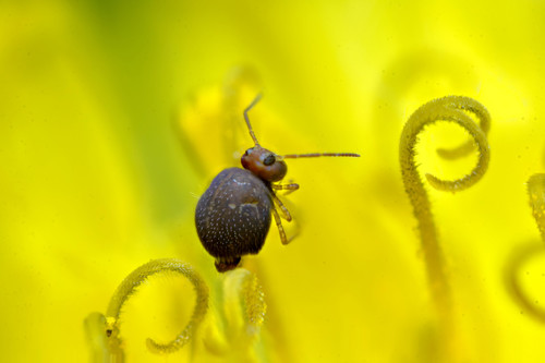Garden Springtail, Minnesota, US, photo 8 of 10