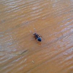 Crematogaster scutellaris