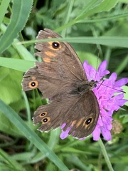 Lasiommata petropolitana