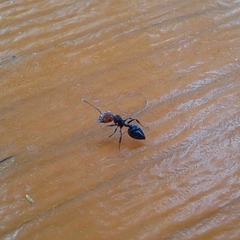 Crematogaster scutellaris