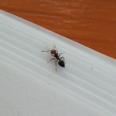 Crematogaster scutellaris