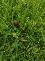Panaeolus foenisecii
