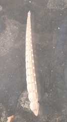 Nodosariidae