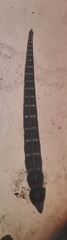 Nodosariidae