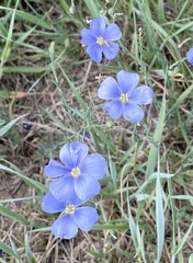 Linum lewisii