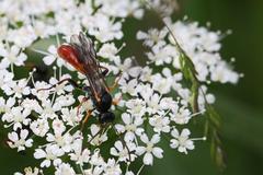 Agrothereutina