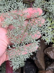 Lomatium minus