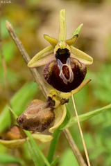 Ophrys sphegodes epirotica