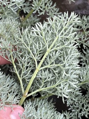 Lomatium minus