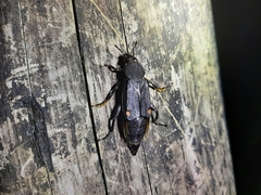 Diamesus bimaculatus