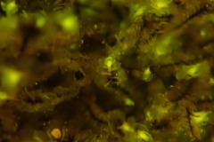 Scapania undulata