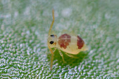 Deuterosminthurus bicinctus