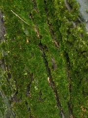 Ulota crispa