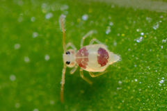 Deuterosminthurus bicinctus