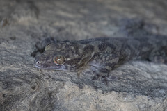 Hemidactylus graniticolus