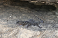 Hemidactylus graniticolus