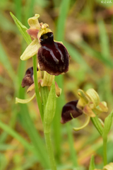 Ophrys sphegodes epirotica