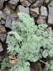 Lomatium minus