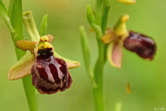 Ophrys sphegodes epirotica