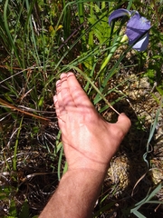 Iris tridentata