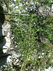 Thesium ramosum