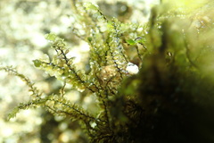 Scapania undulata
