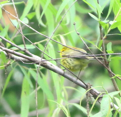 Setophaga discolor