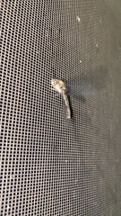 Ululodes macleayanus