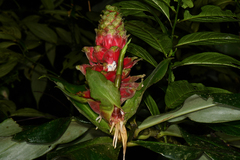 Costus spiralis