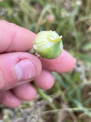 Allium douglasii