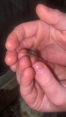 Ululodes macleayanus