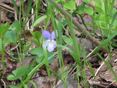 Viola nemoralis