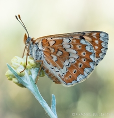 Euphydryas desfontainii