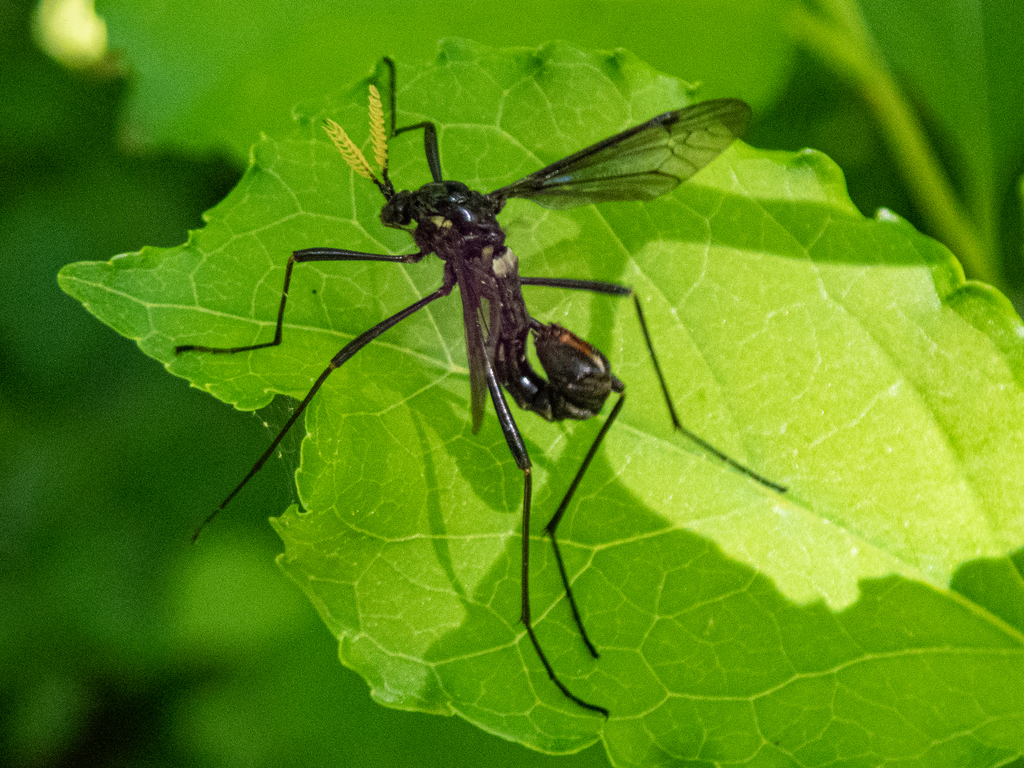 Ctenophora apicata