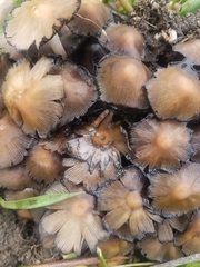 Micacei