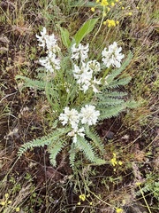 Astragalus reventus