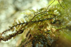 Scapania undulata