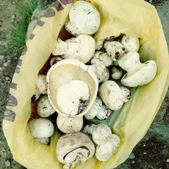 Leucopaxillus lepistoides