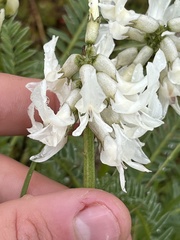 Astragalus reventus