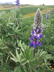 Lupinus bogotensis