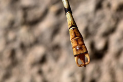 Onychogomphus lefebvrii