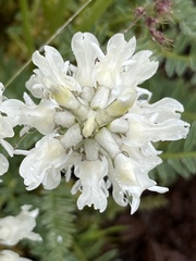 Astragalus reventus